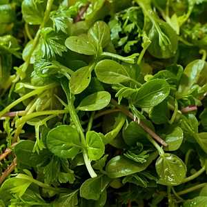 Green Salad